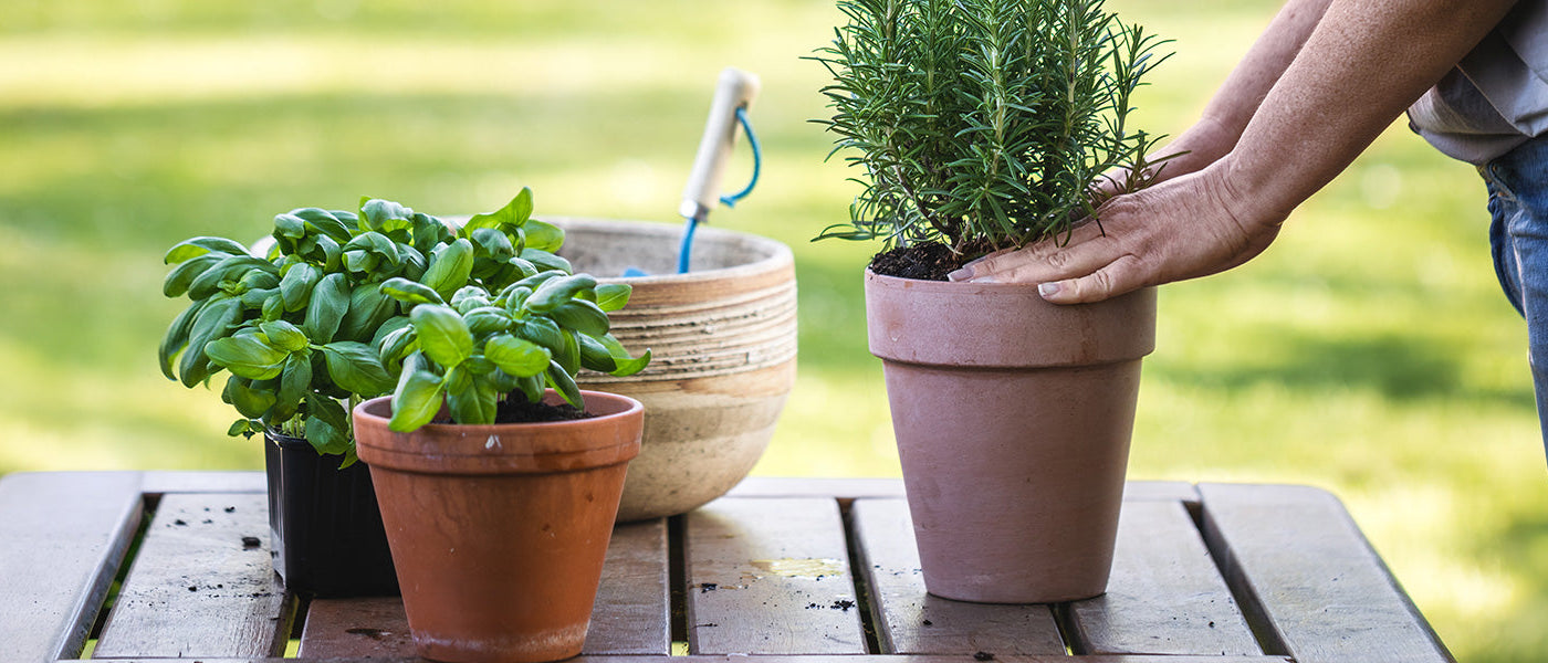 Focus groenteplantjes