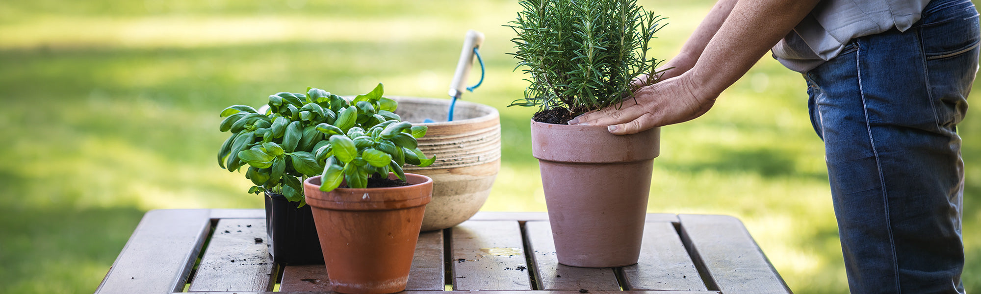 Focus groenteplantjes