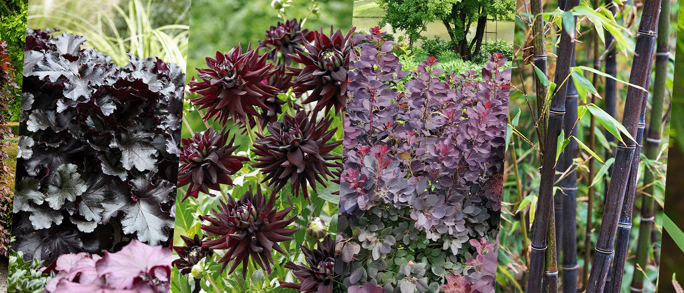 Signature tuin: Dark Elegance