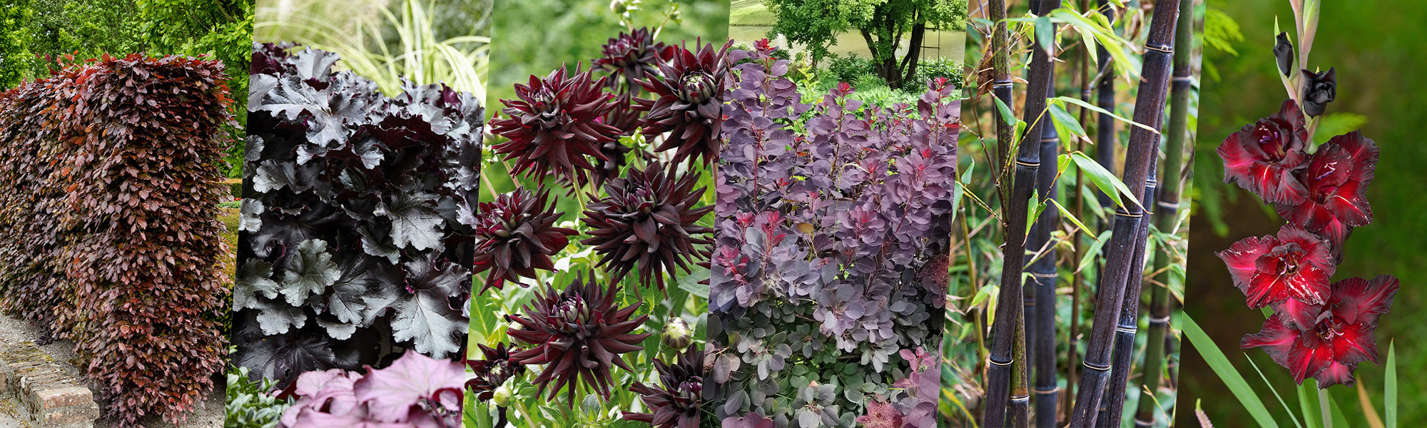Signature tuin: Dark Elegance