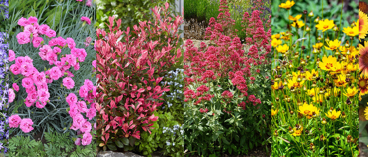 Een kleurrijke tuin: 30% korting op de 2e artikel!