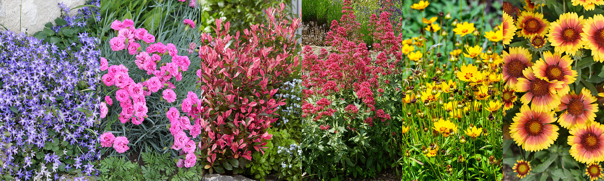 Een kleurrijke tuin: 30% korting op de 2e artikel!