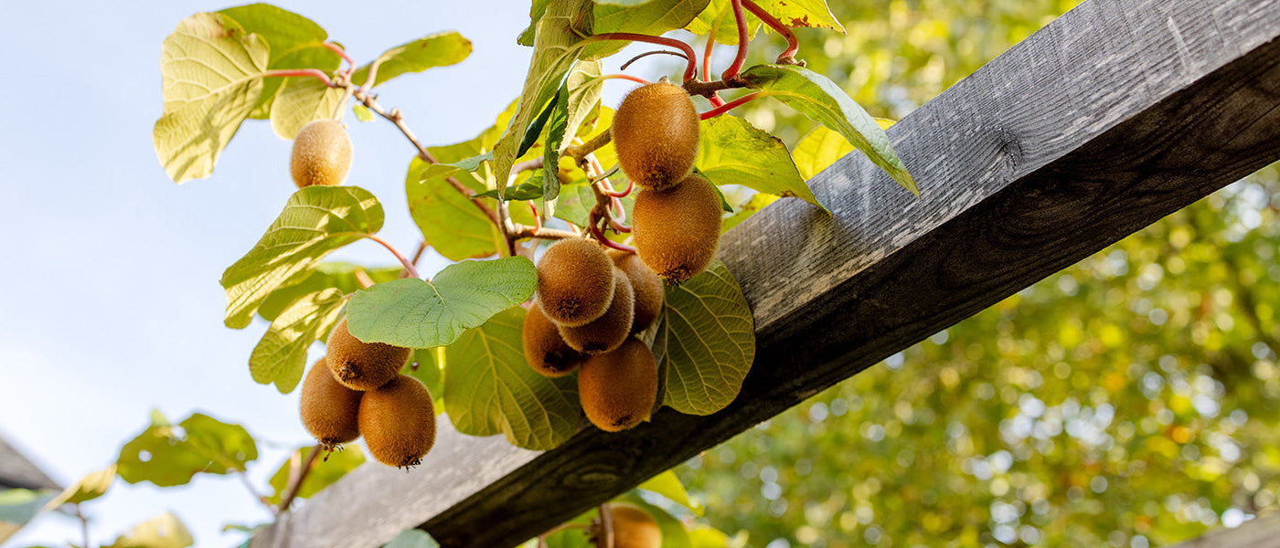 Een smikkeltuin tot 30% korting!