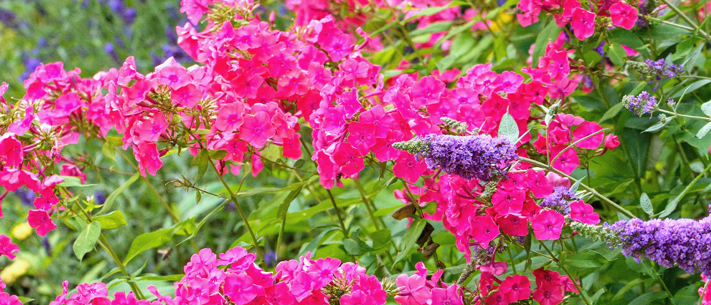 Een Geurige tuin: de tweede met 30% korting!