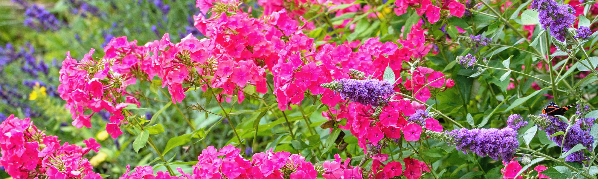 Een Geurige tuin: de tweede met 30% korting!