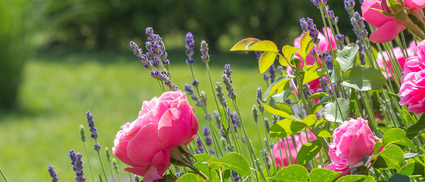 De instant tuin: tot 20% vanaf €75