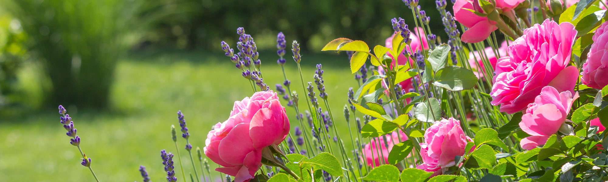 De instant tuin: tot 20% vanaf €75