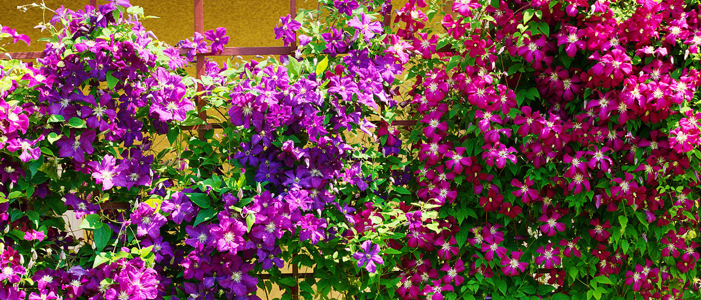 Klimplanten, de troef van je tuin tot 30%!