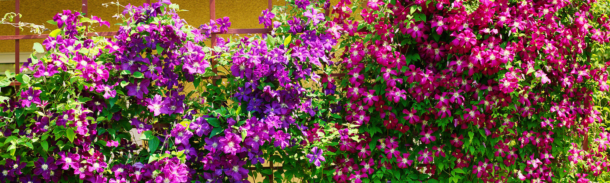 Klimplanten, de troef van je tuin tot 30%!