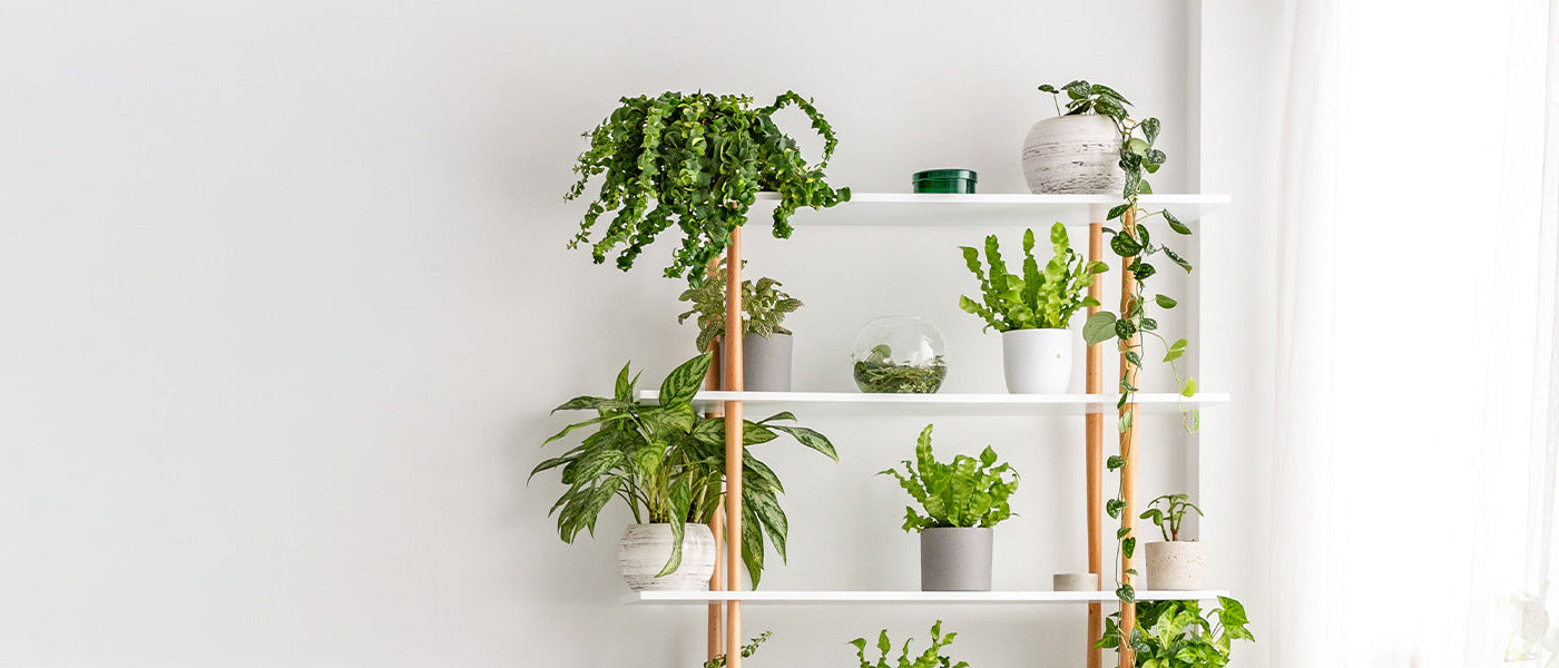 Tot 20% korting op  kamerplanten!