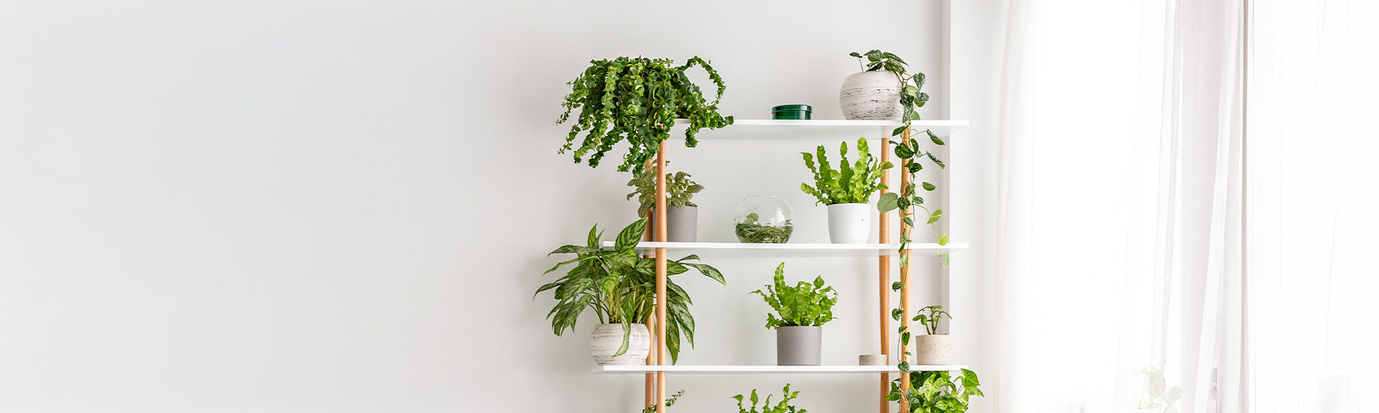 Tot 20% korting op  kamerplanten!