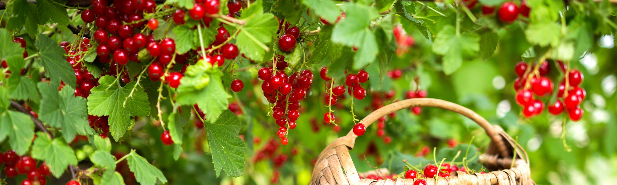 Kleine fruitjes, groot plezier: tot -30%!