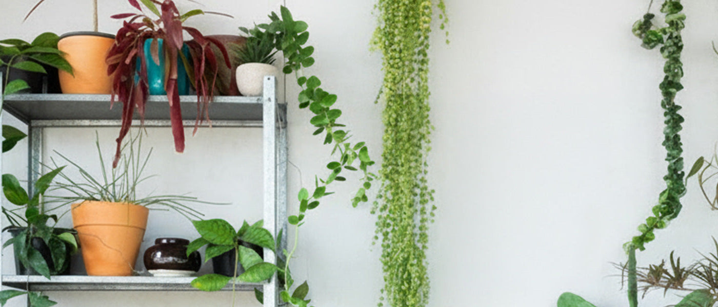 Trendy kamerplanten tot 15%
