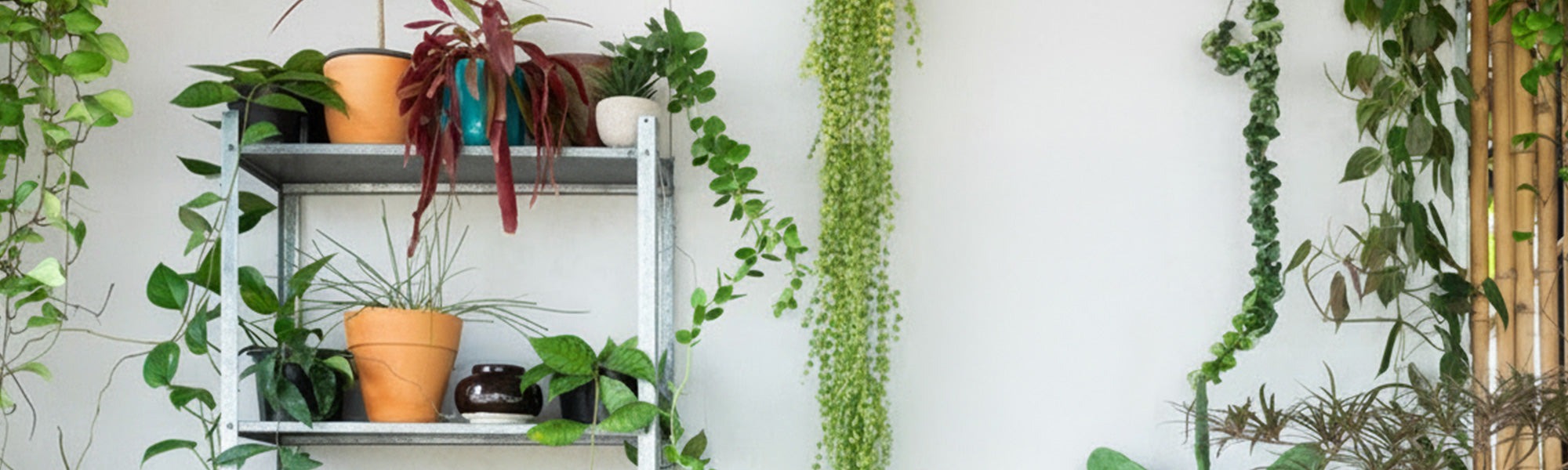 Trendy kamerplanten tot 15%