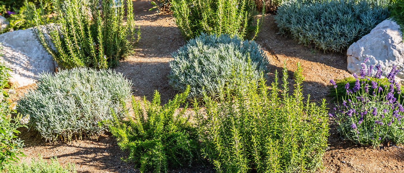 Sterke planten voor droge grond!