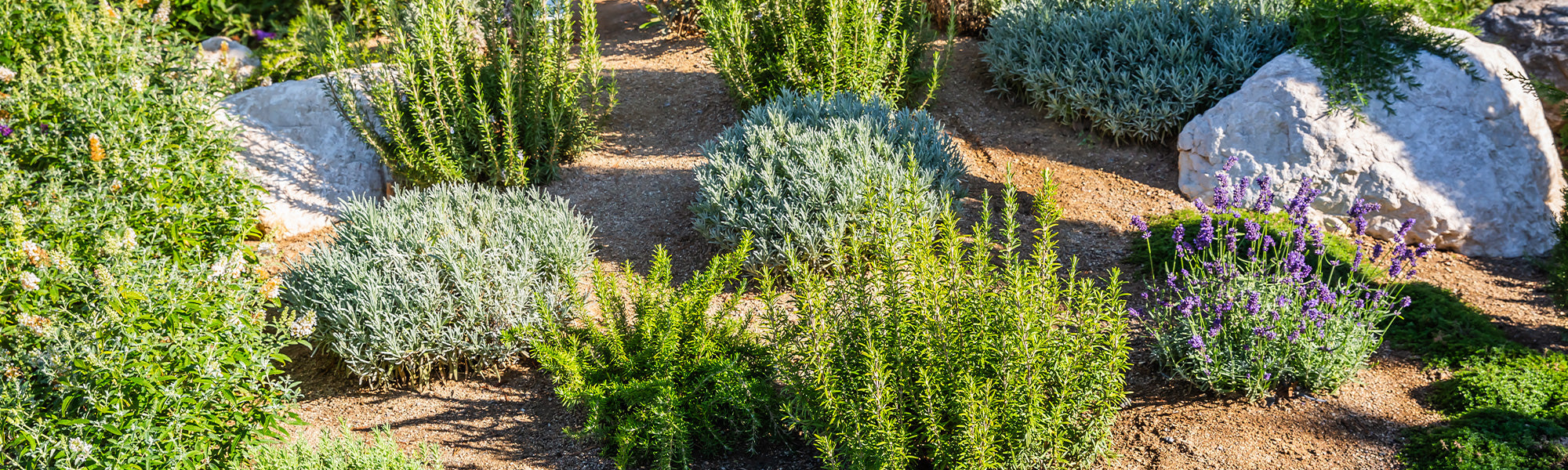 Sterke planten voor droge grond!