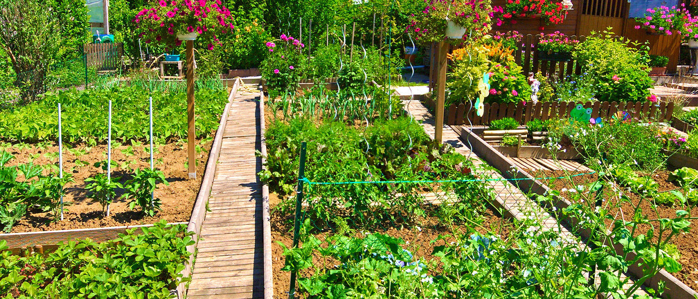 Go voor de moestuin!