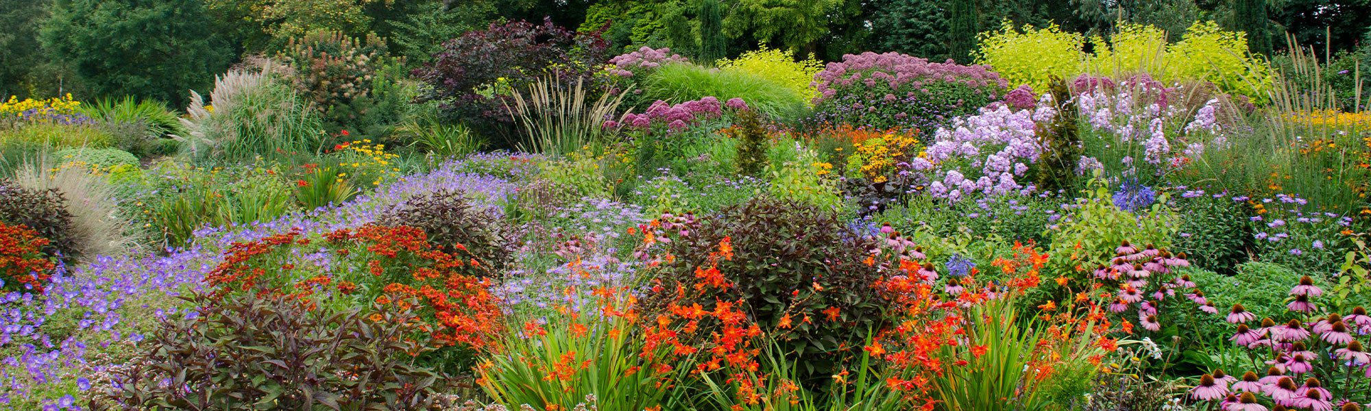 Speciale actie 3 vaste planten voor €15: stel je tuin samen