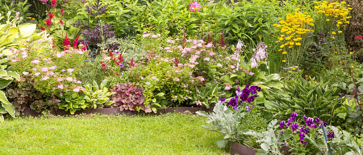 Zomerbloeiende vaste planten tot 30% korting
