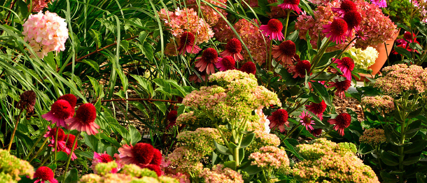 Prachtige planten… zelfs midden in de zomer: de 2. is -30%