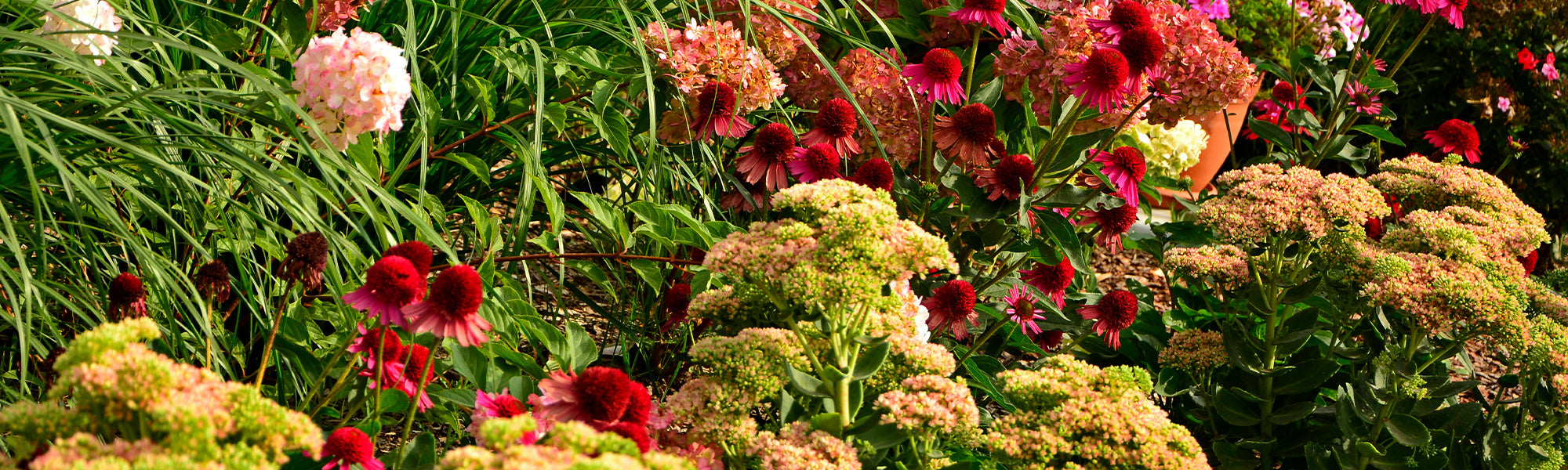 Prachtige planten… zelfs midden in de zomer: de 2. is -30%