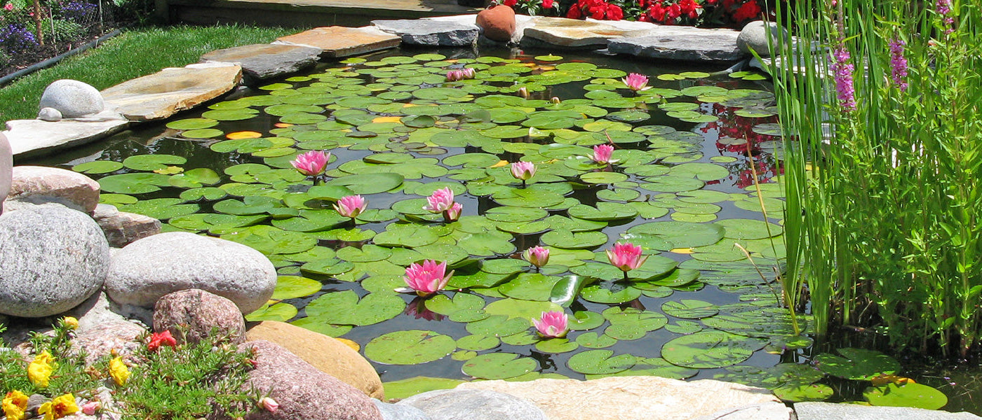 Focus op waterplanten