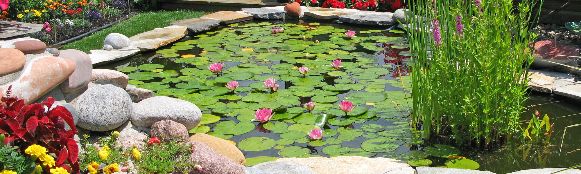 Focus op waterplanten
