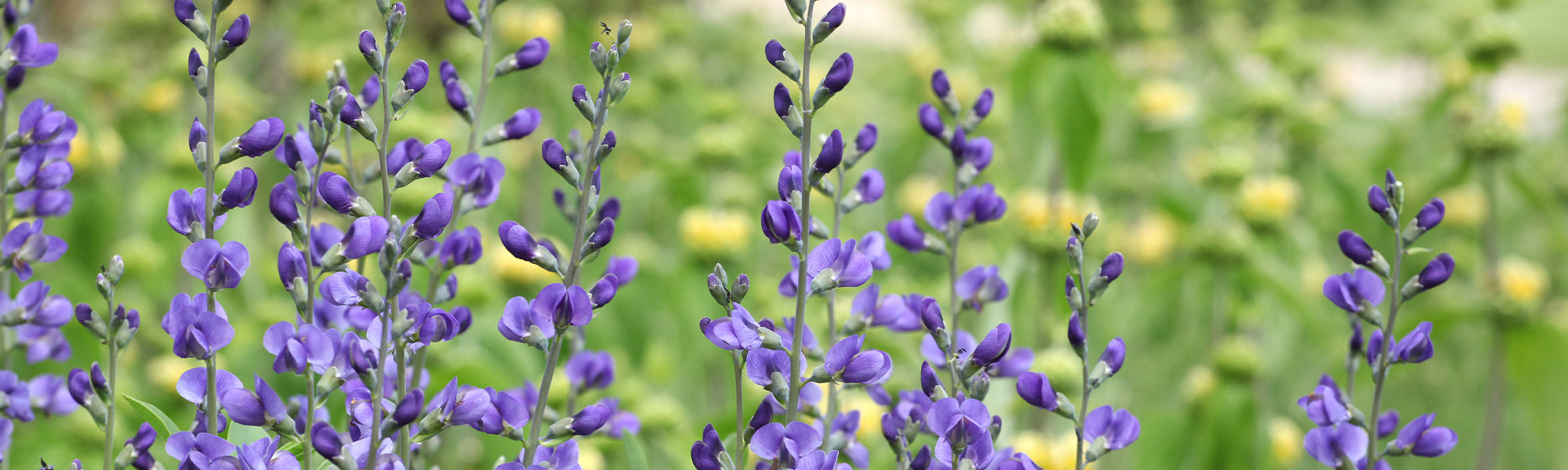 Baptisia