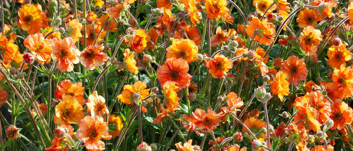 Avens