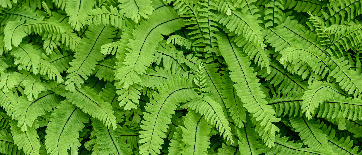 Blechnum
