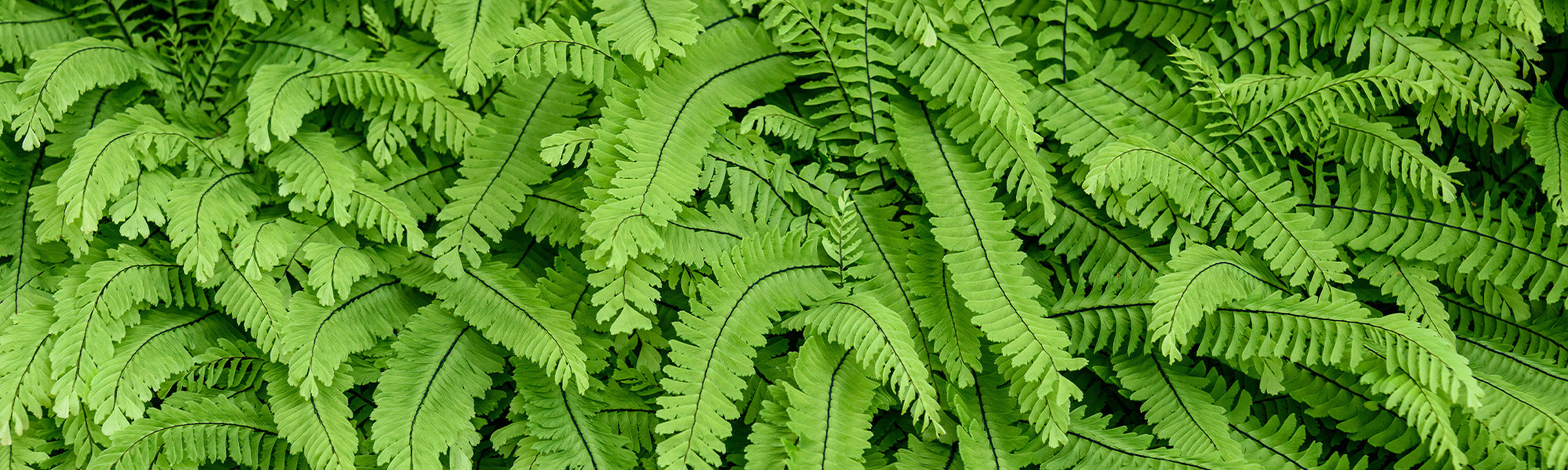 Blechnum