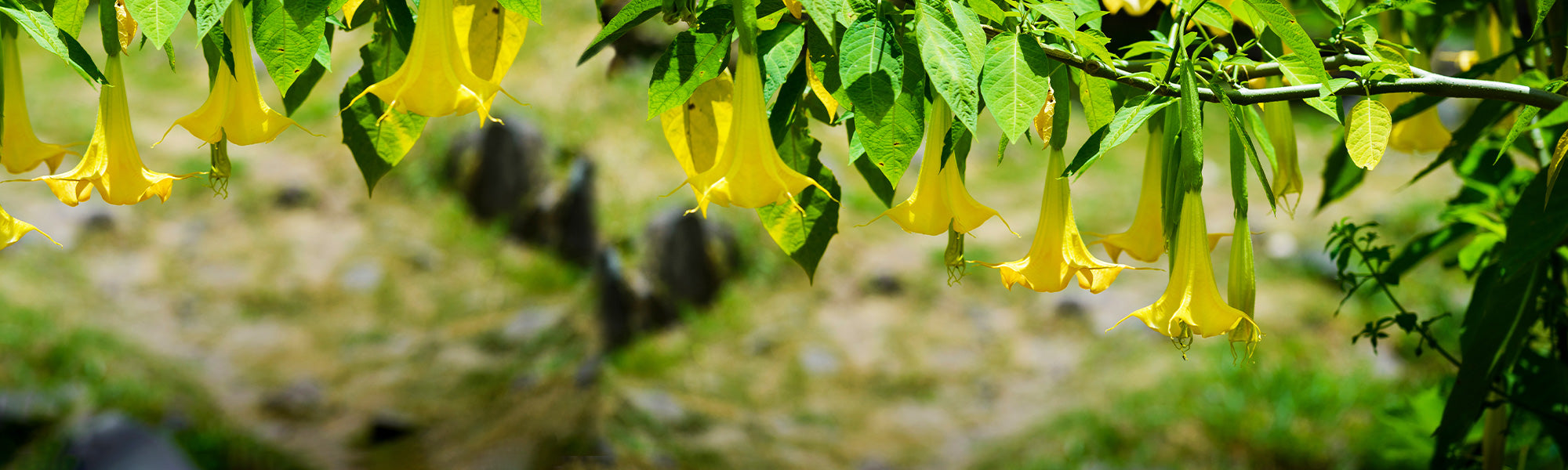 Eenjarige planten