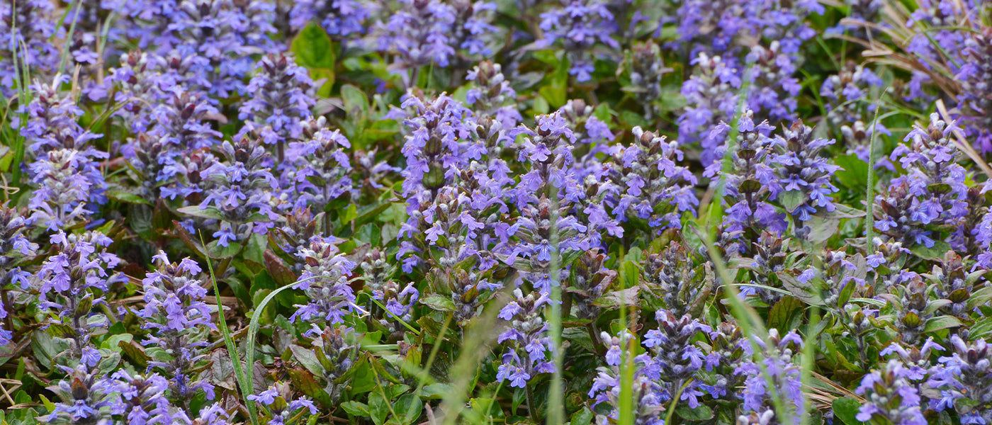 Geneefse zenegroen - Ajuga genevensis