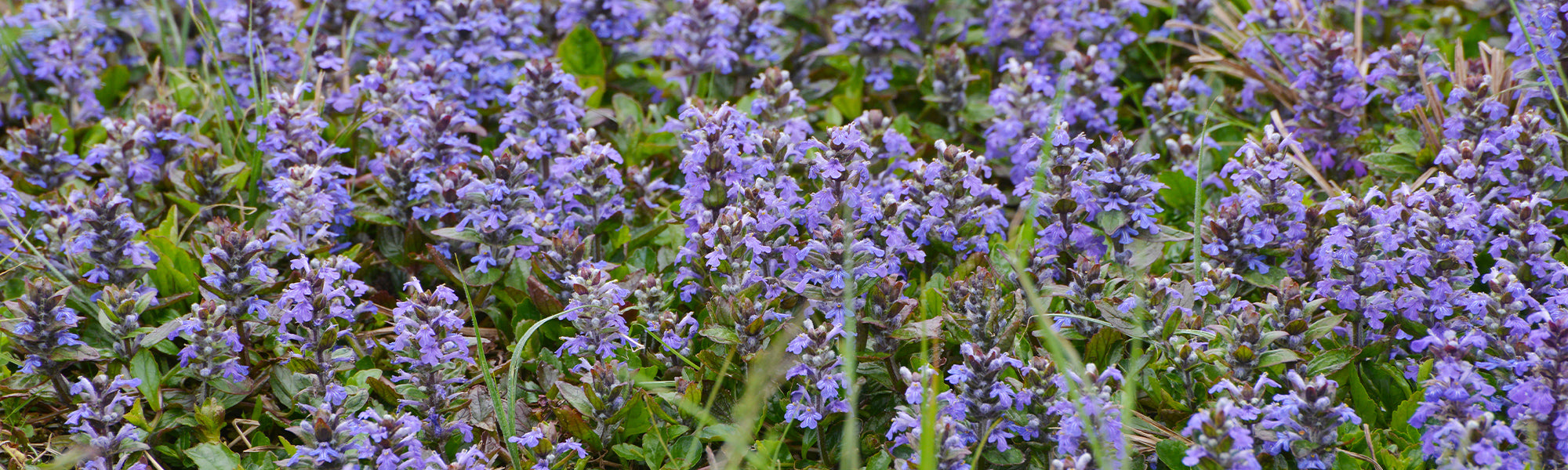 Geneefse zenegroen - Ajuga genevensis