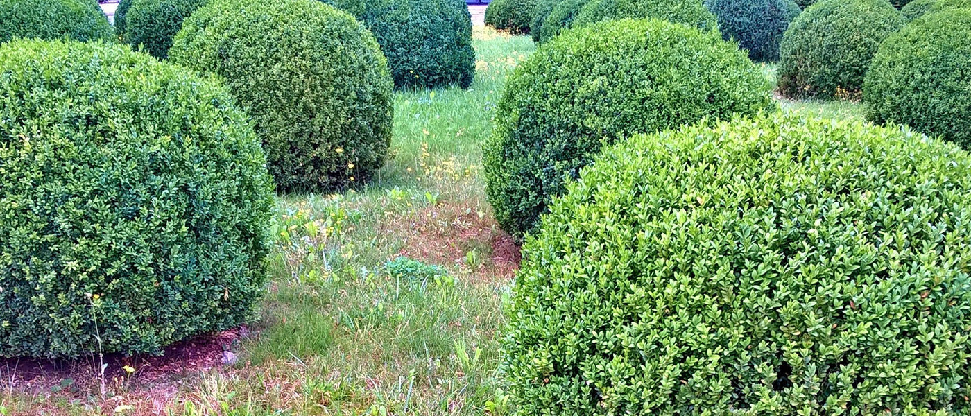 Buxus