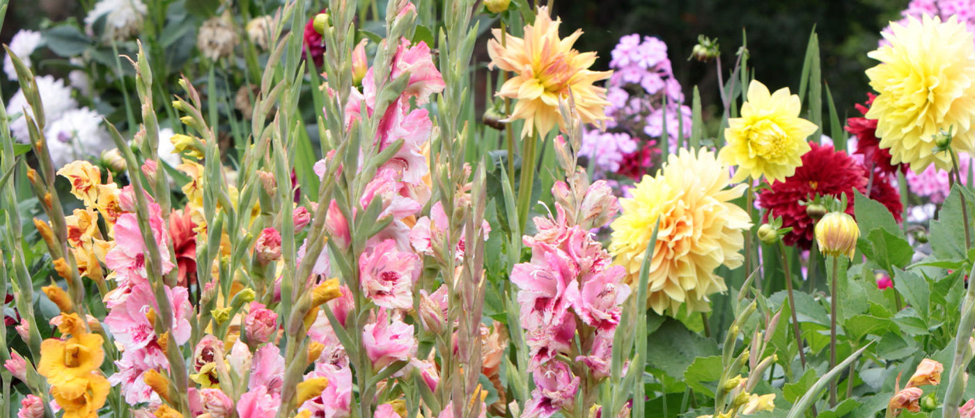 Zomerbloeiende bollen