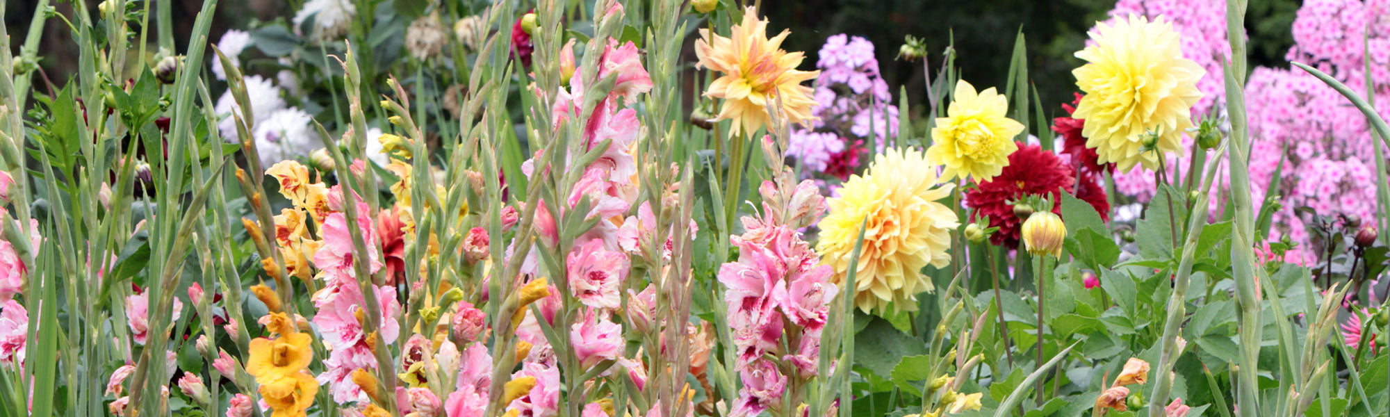 Zomerbloeiende bollen