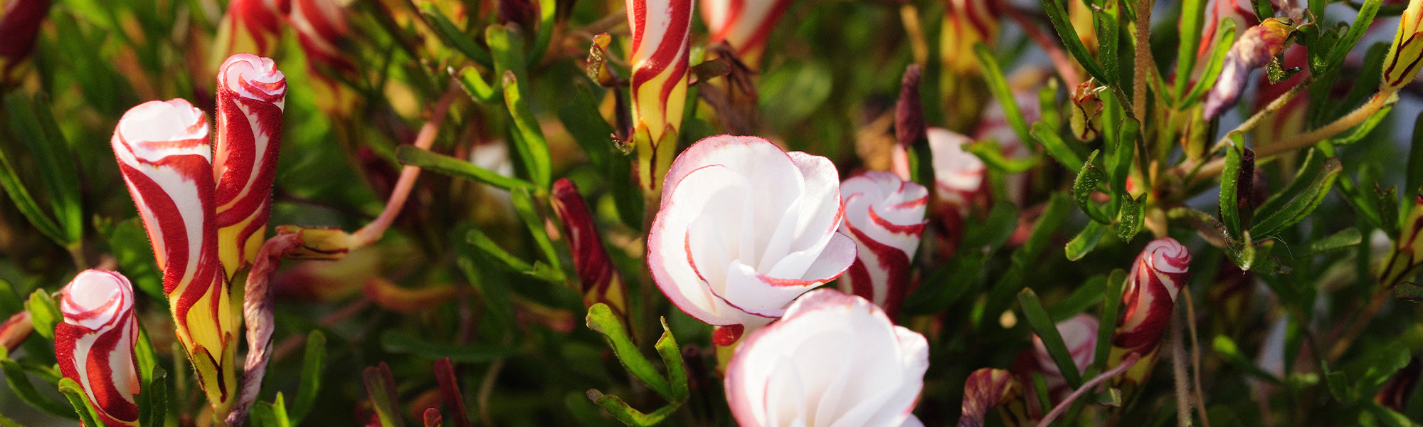 Originele Bloembollen