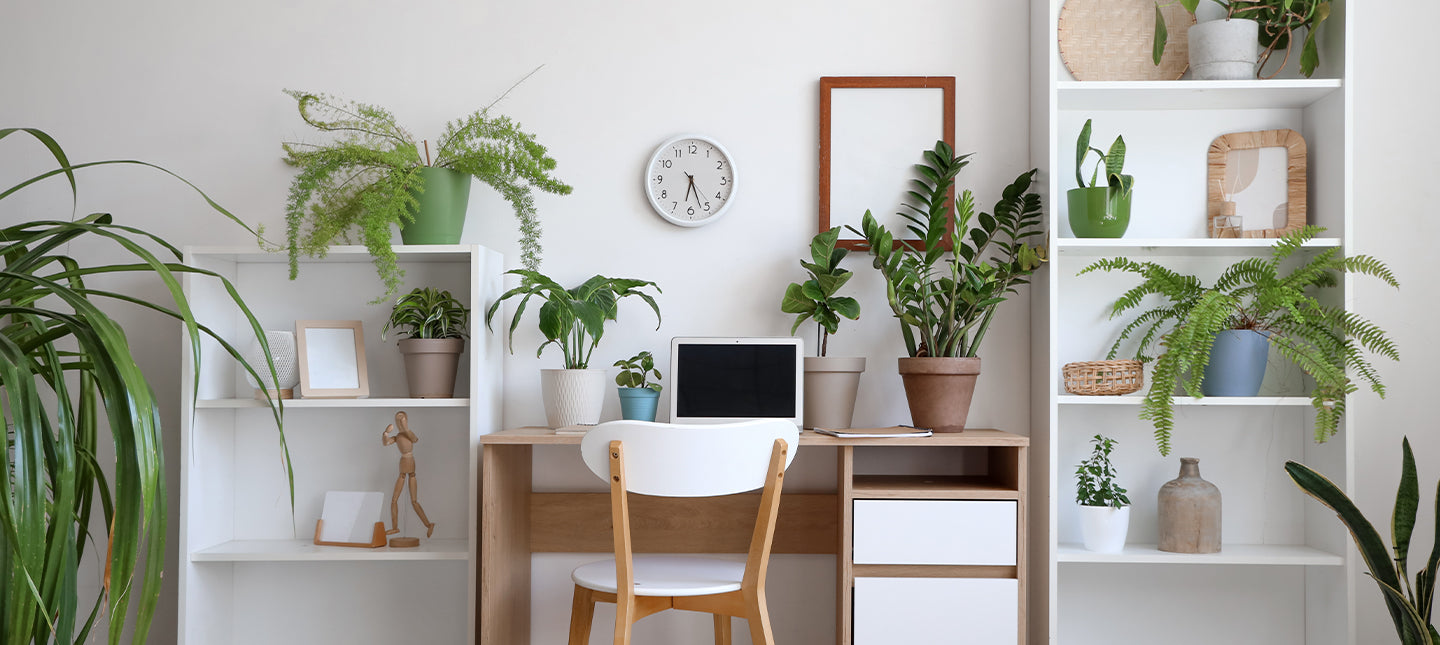 Planten voor op kantoor