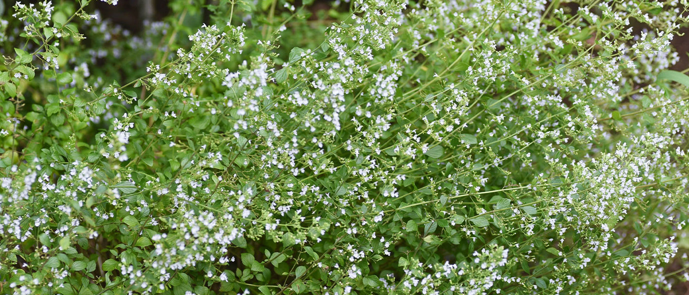 Calamint