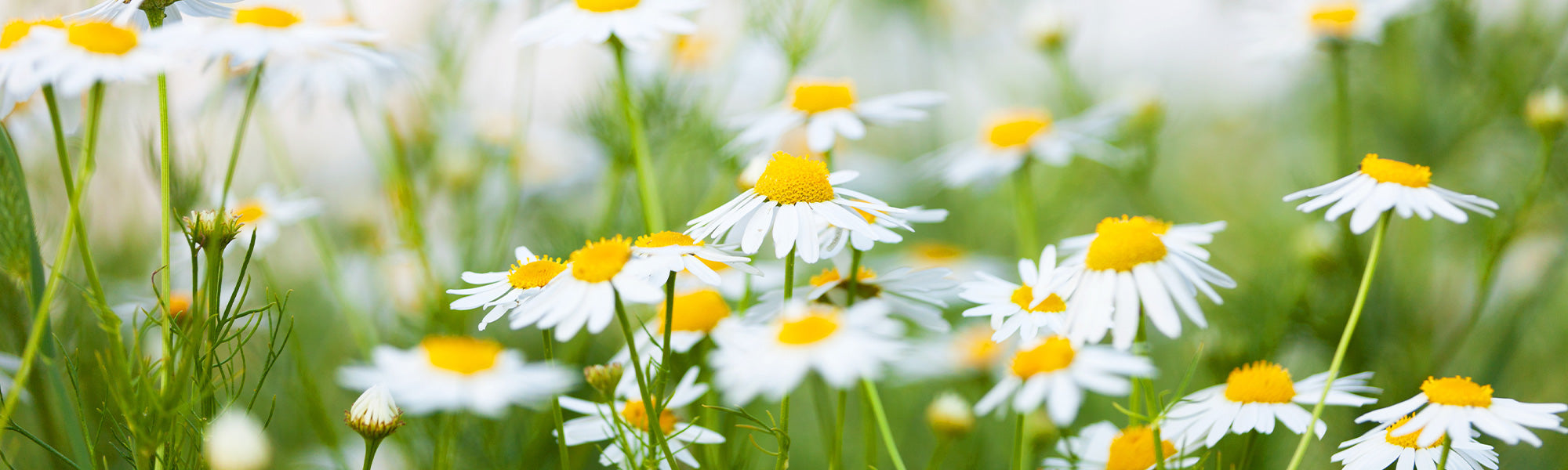 Westelijke kamille - Matricaria occidentalis