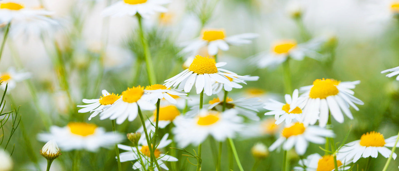Zeekamille - Matricaria maritima