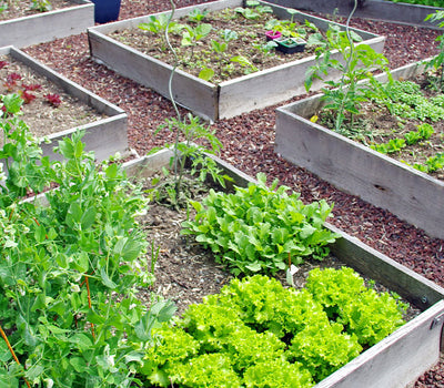 Moestuinbak