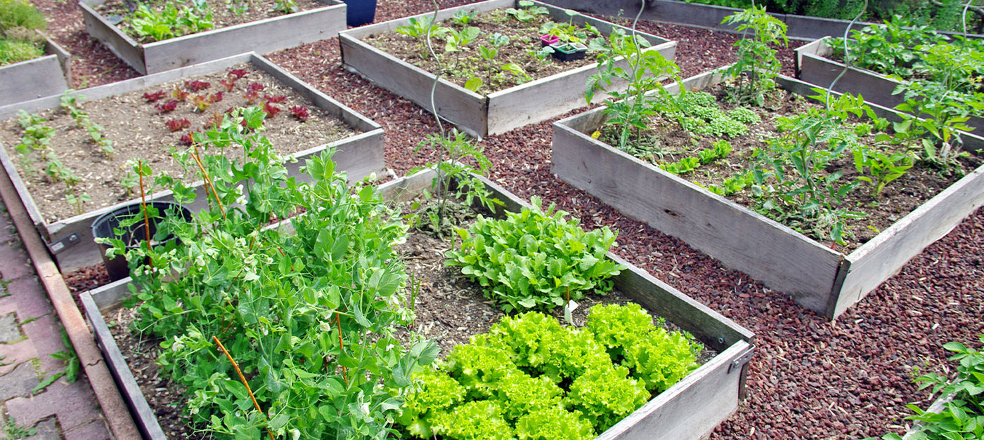 Moestuinbak