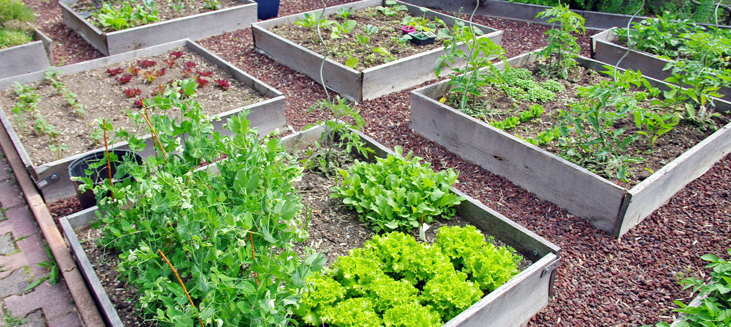 Moestuinbak