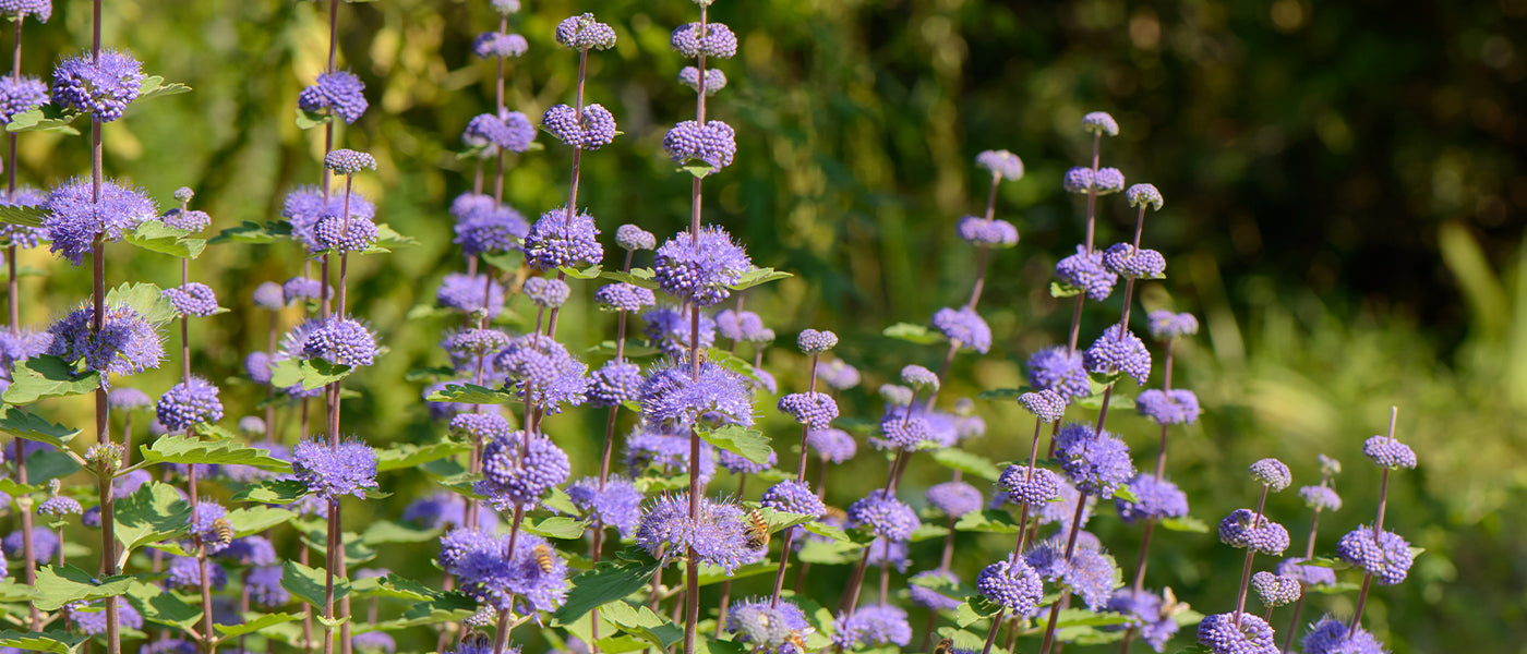 Blauwe Spirea