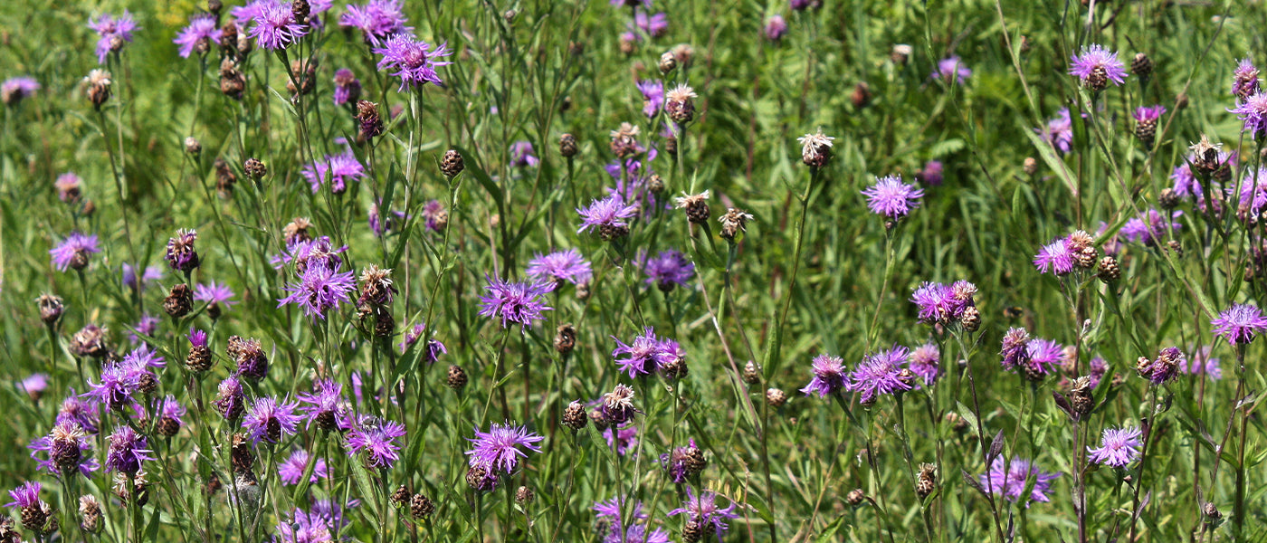 Bergcentaurie - Centaurea montana