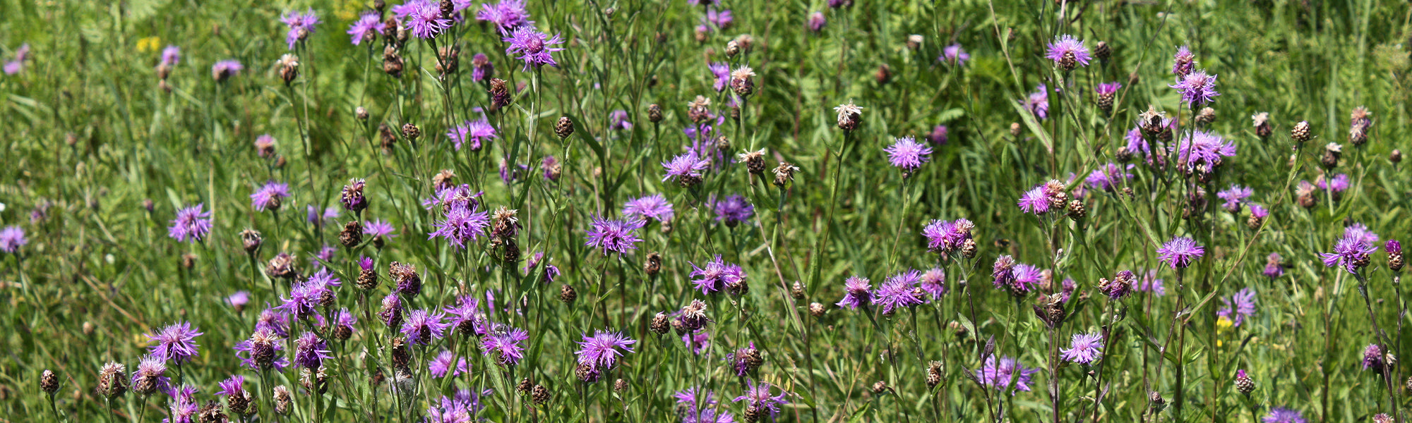 Korenbloem - Centaurea cyanus