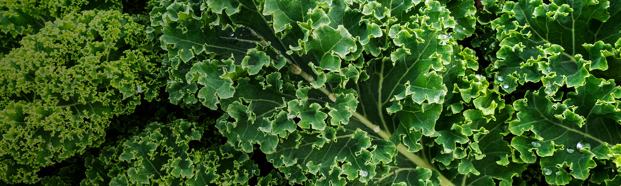 Knapperige boerenkool