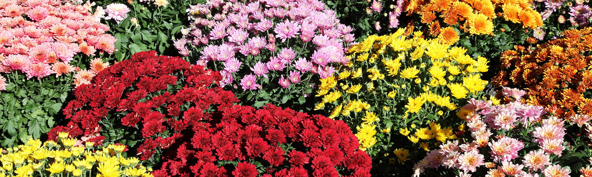 Indiase chrysant - Chrysanthemum indicum
